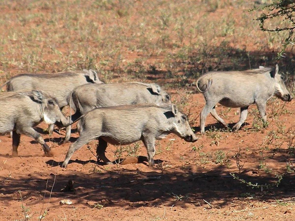 Vivo Iphofolo Lodge & Tented Camp מראה חיצוני תמונה