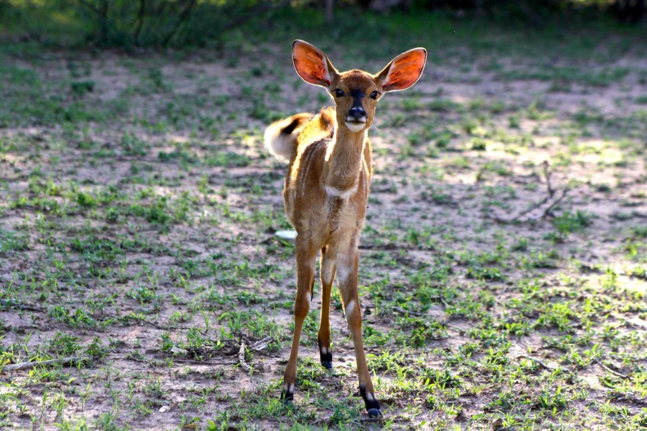 Vivo Iphofolo Lodge & Tented Camp מראה חיצוני תמונה